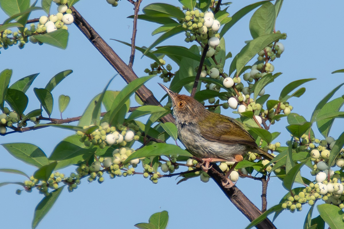 Rotstirn-Schneidervogel - ML620677595