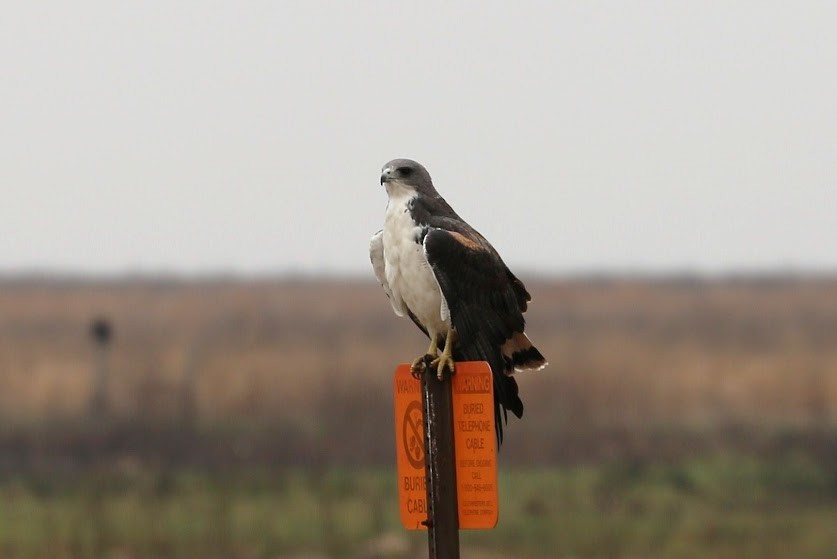 White-tailed Hawk - Kevin Sarsfield