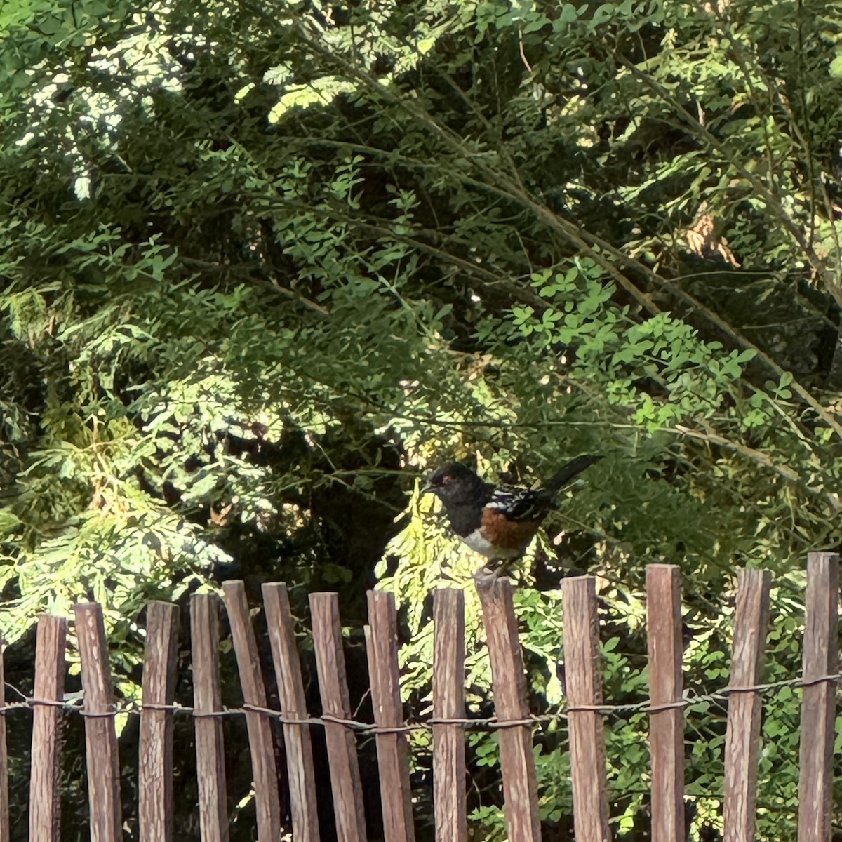 Spotted Towhee - ML620677599