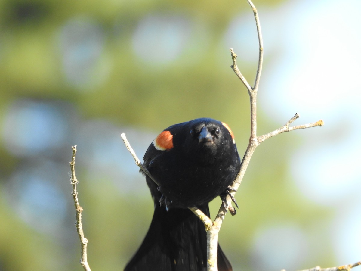 Red-winged Blackbird - ML620677600