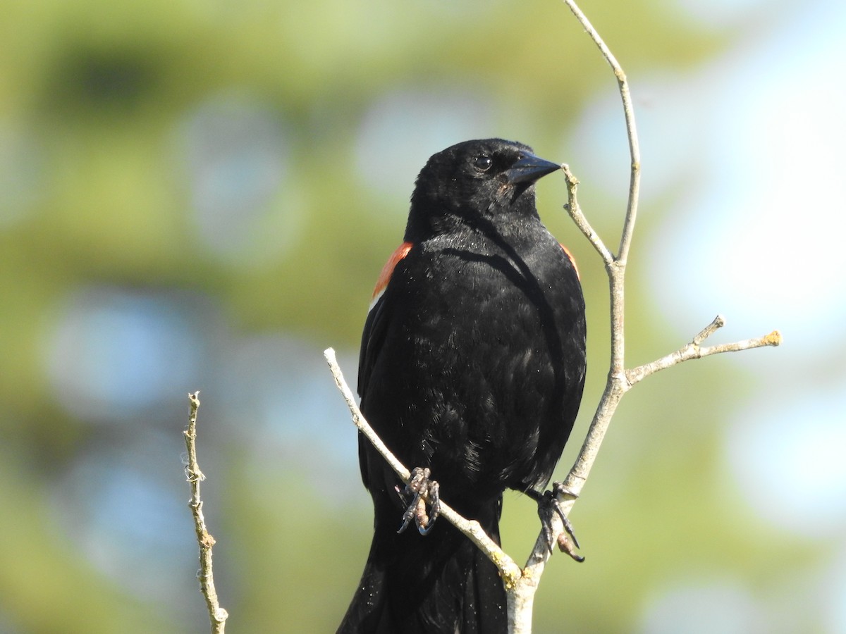 Red-winged Blackbird - ML620677601