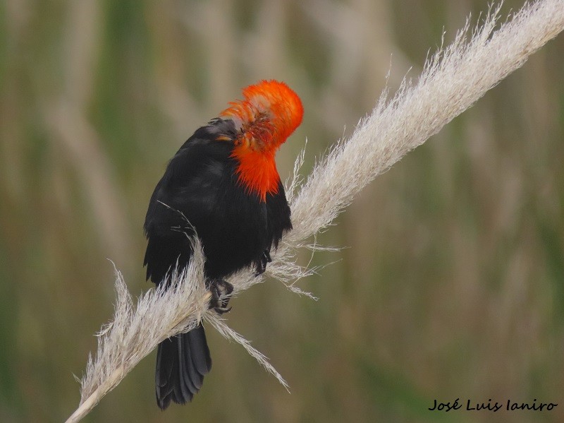 Scarlet-headed Blackbird - José Luis Ianiro