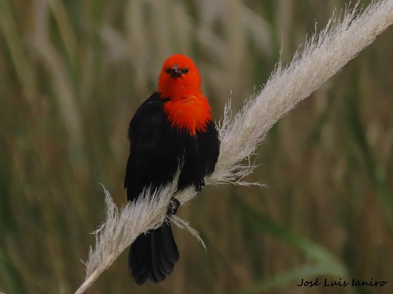 Scarlet-headed Blackbird - ML620677603