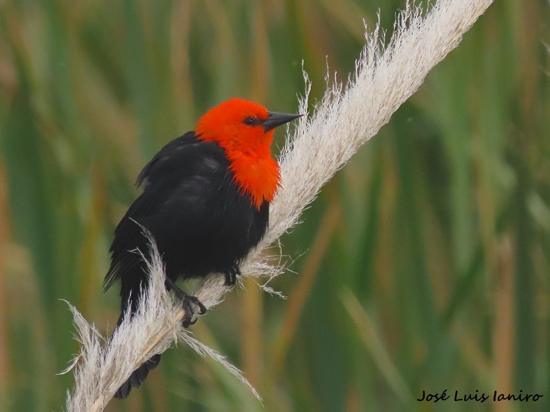 Scarlet-headed Blackbird - ML620677604