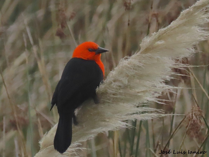 Scarlet-headed Blackbird - ML620677605