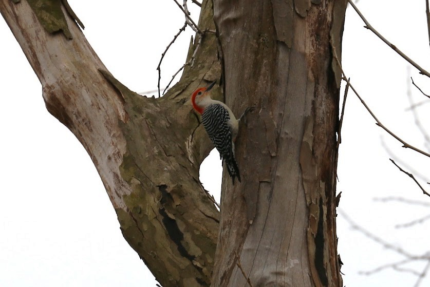 Red-bellied Woodpecker - ML620677606