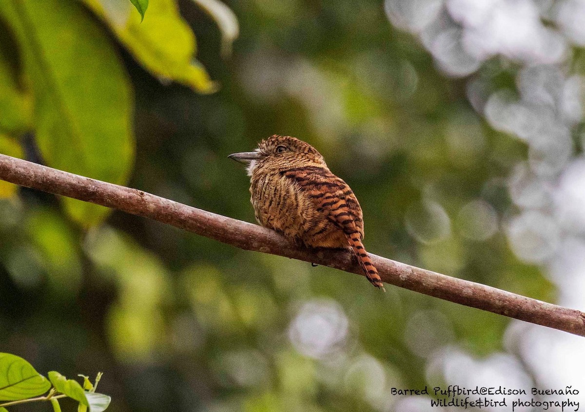 Barred Puffbird - ML620677608