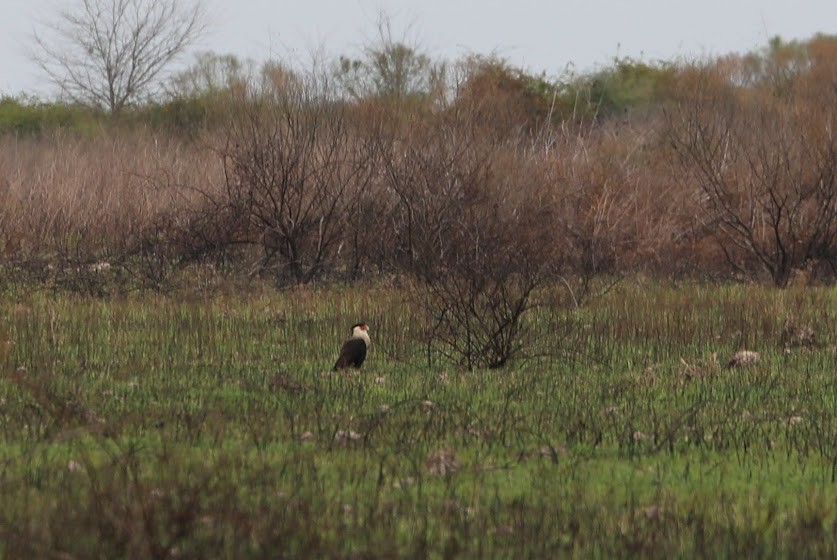 Caracara huppé - ML620677609