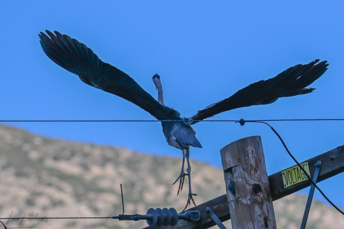 Great Blue Heron - ML620677613