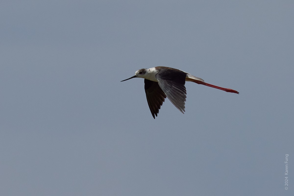 Black-winged Stilt - ML620677614