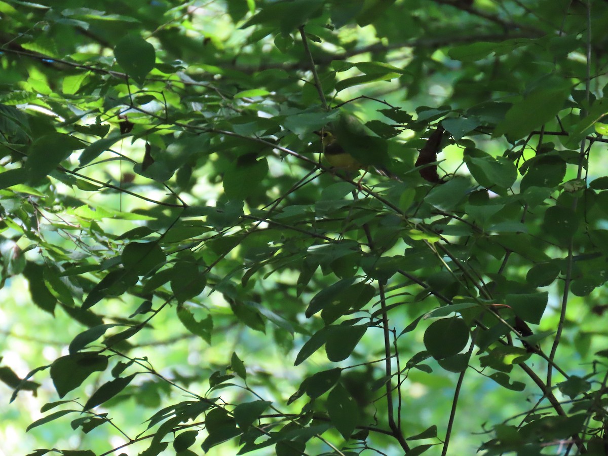 Hooded Warbler - ML620677620