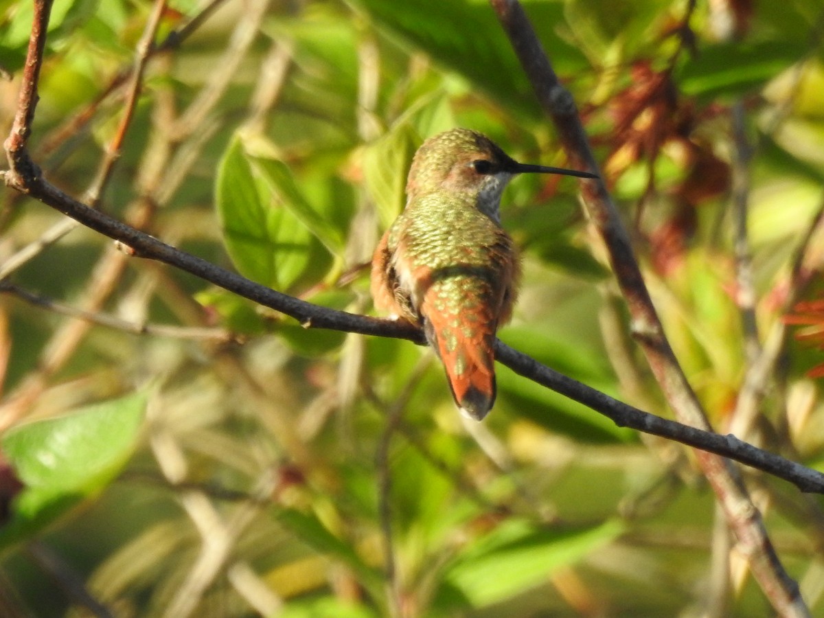 Rufous Hummingbird - ML620677621