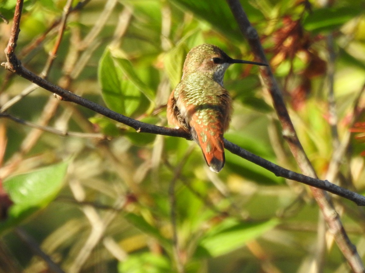 rødkolibri - ML620677622