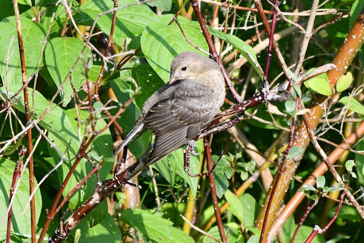 Brown-headed Cowbird - Donna Carter