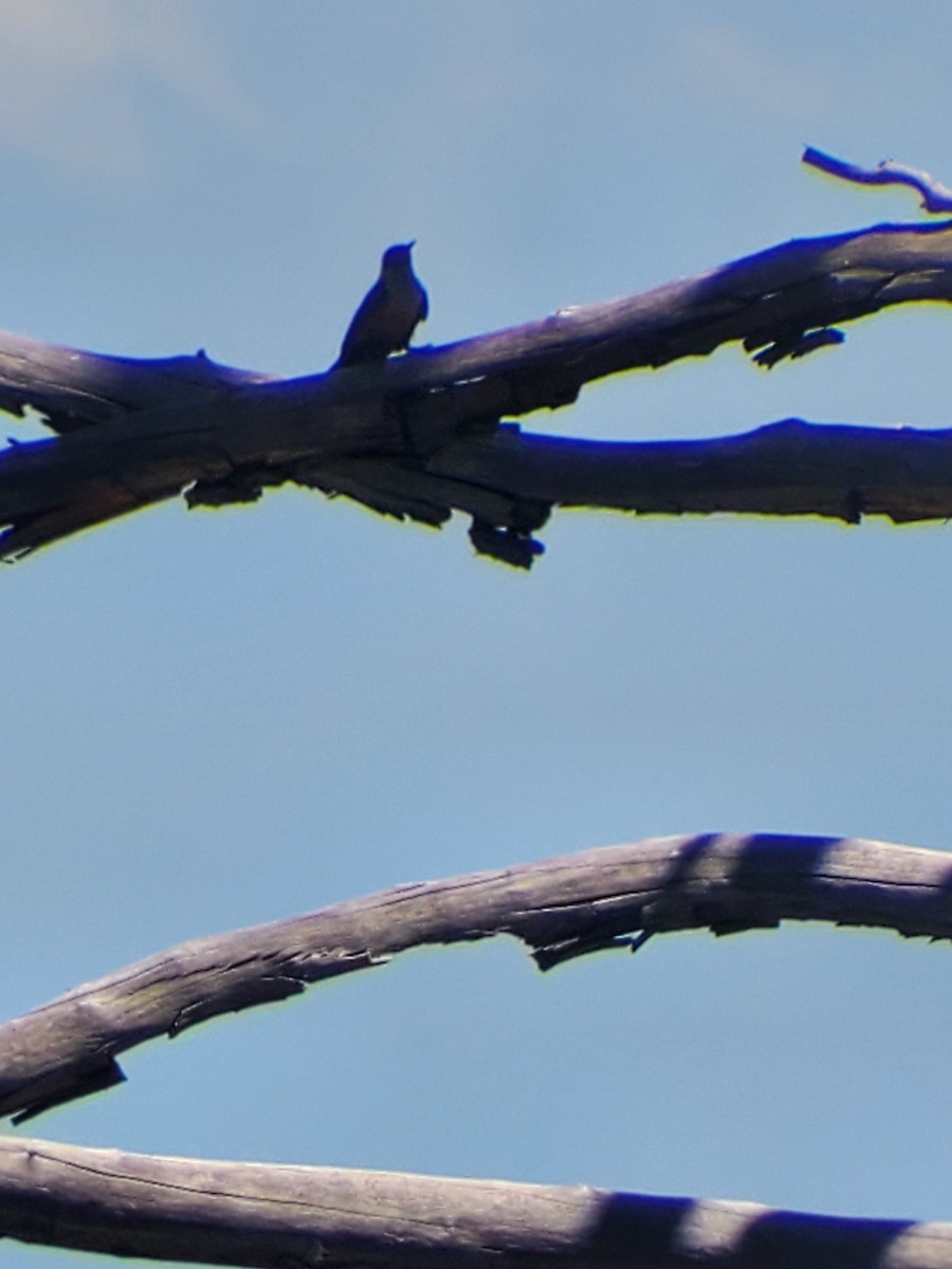 Lewis's Woodpecker - ML620677637