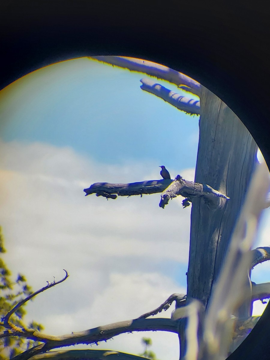 Lewis's Woodpecker - ML620677638