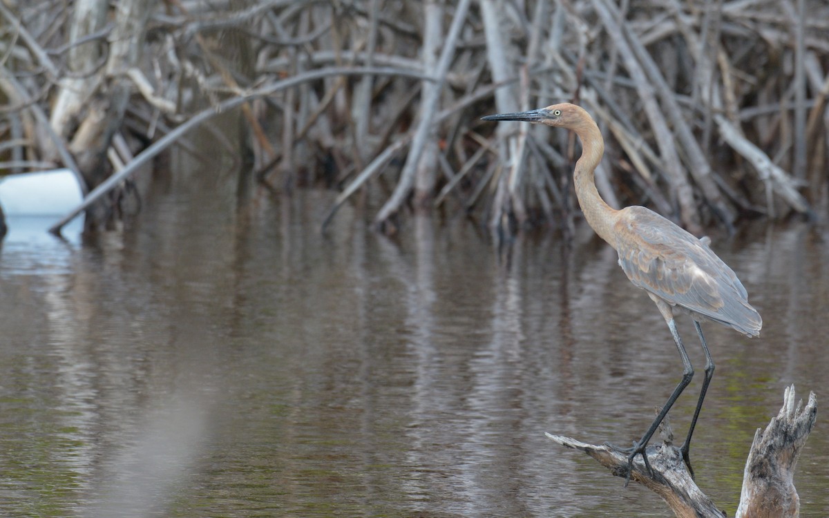 Reddish Egret - ML620677643