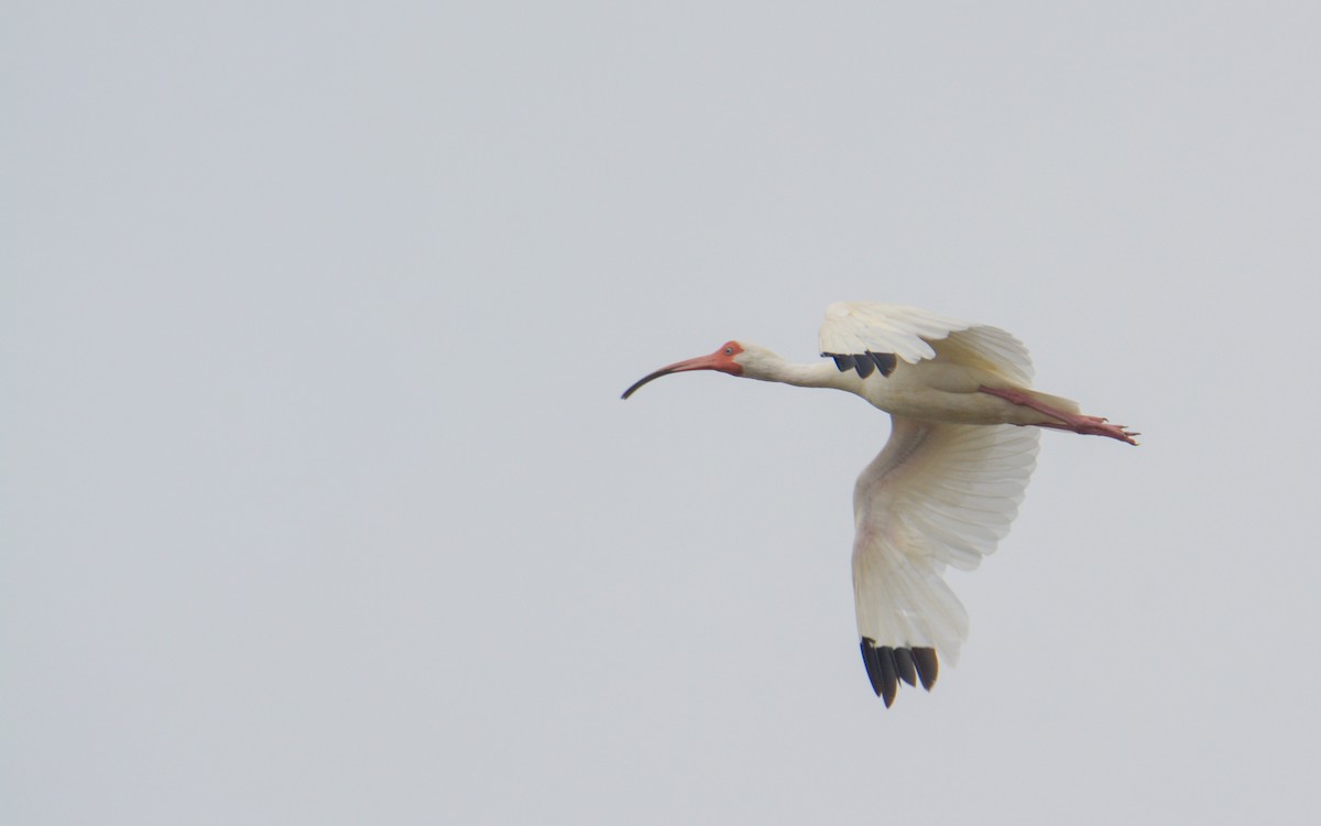 White Ibis - ML620677646