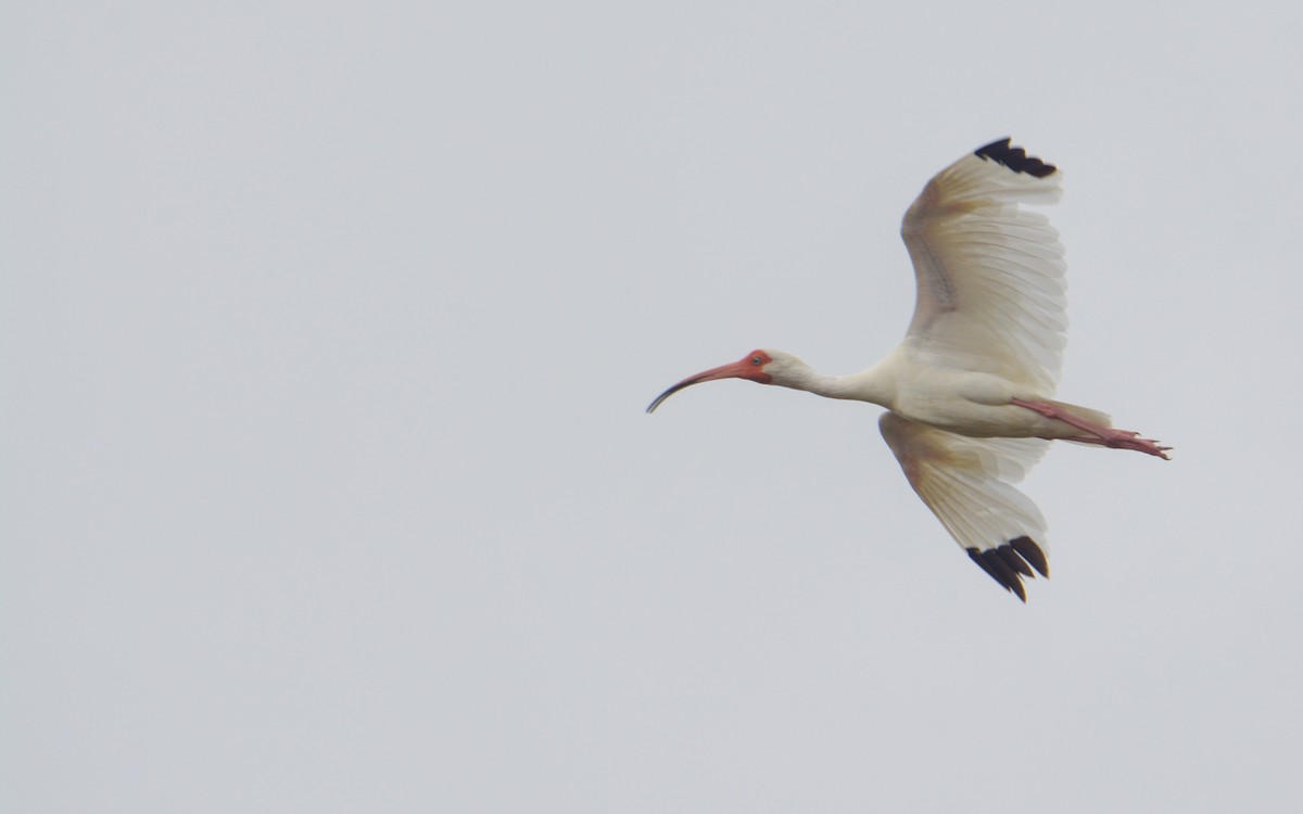 White Ibis - Luis Trinchan