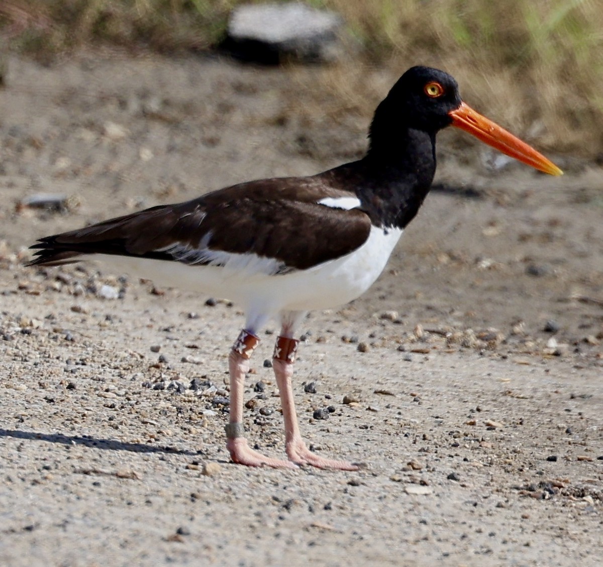 American Oystercatcher - ML620677649