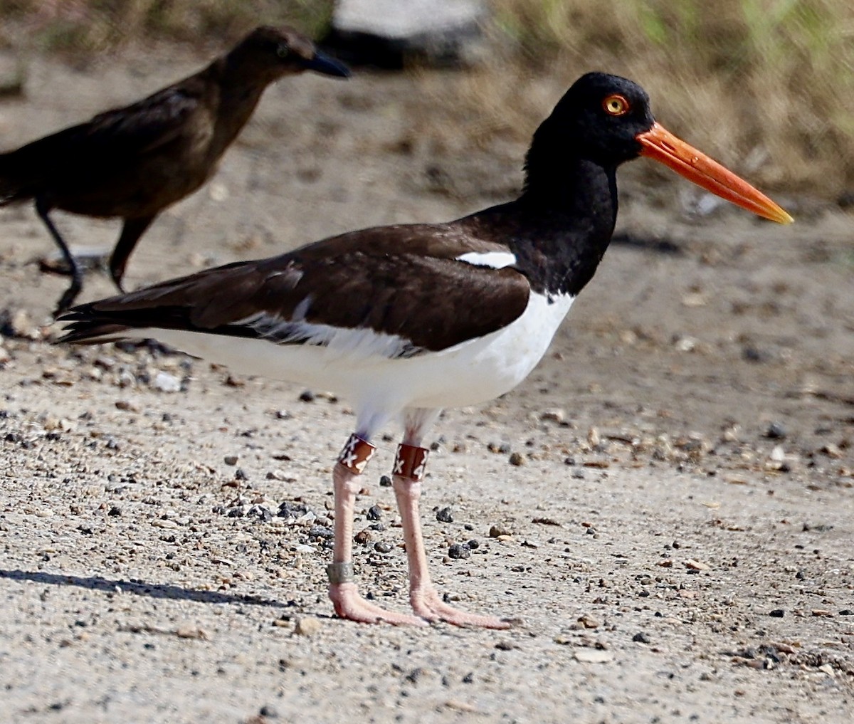 American Oystercatcher - ML620677650