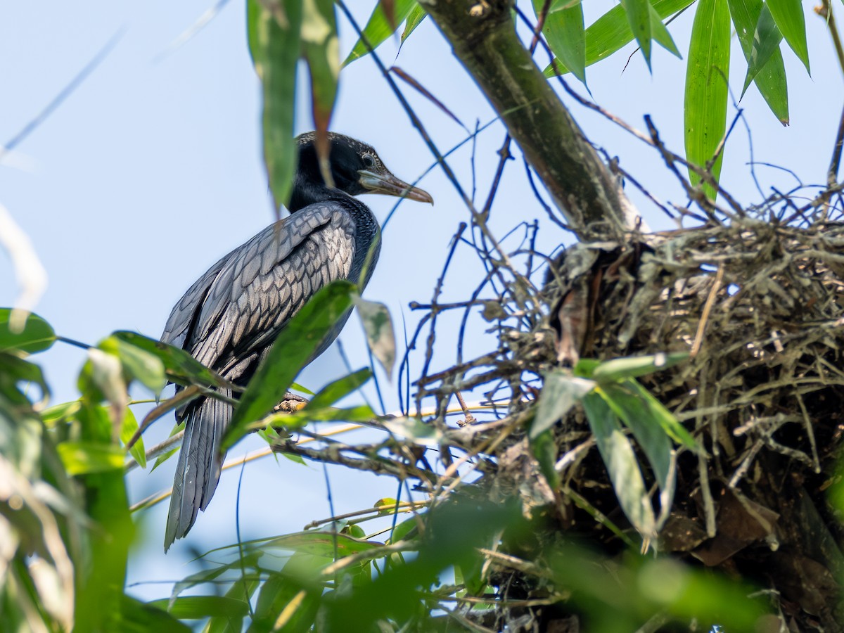 Cormoran de Vieillot - ML620677651