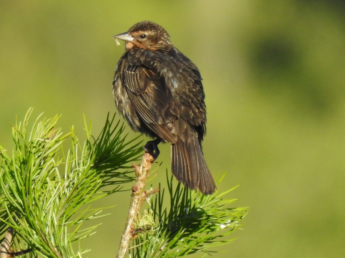 Red-winged Blackbird - Anonymous