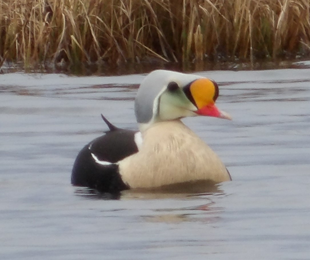 King Eider - ML620677663