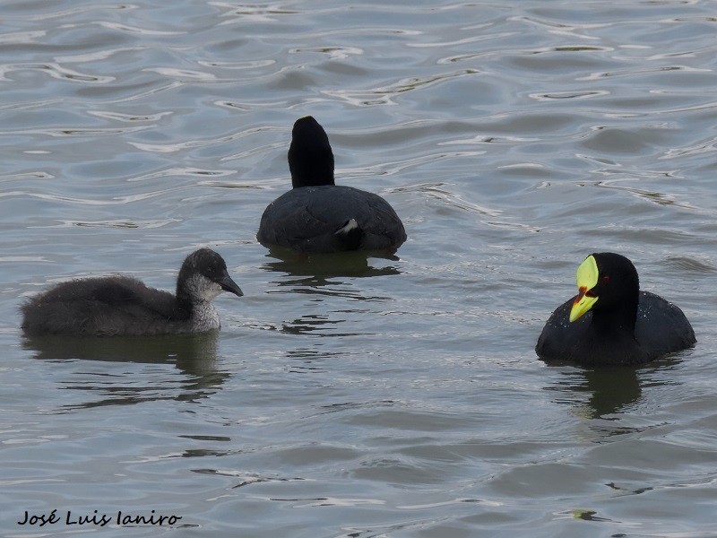 Red-gartered Coot - ML620677669