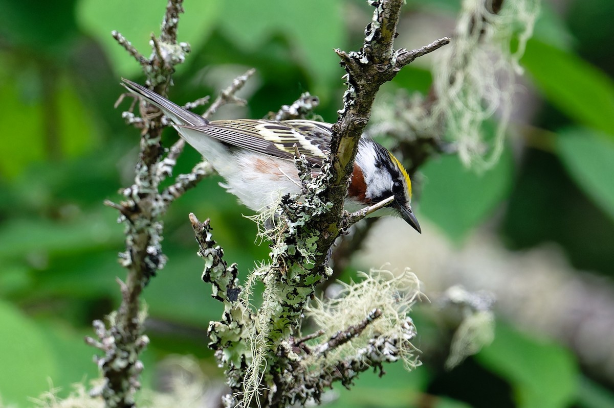 Chestnut-sided Warbler - ML620677670