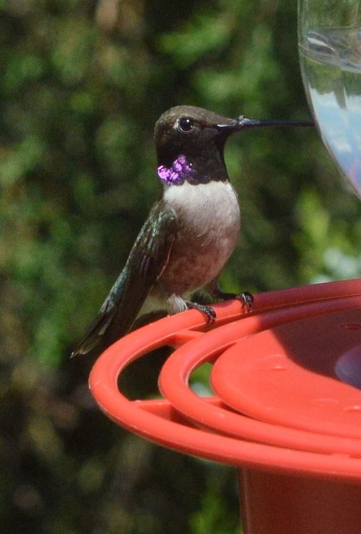 Colibri à gorge noire - ML620677672