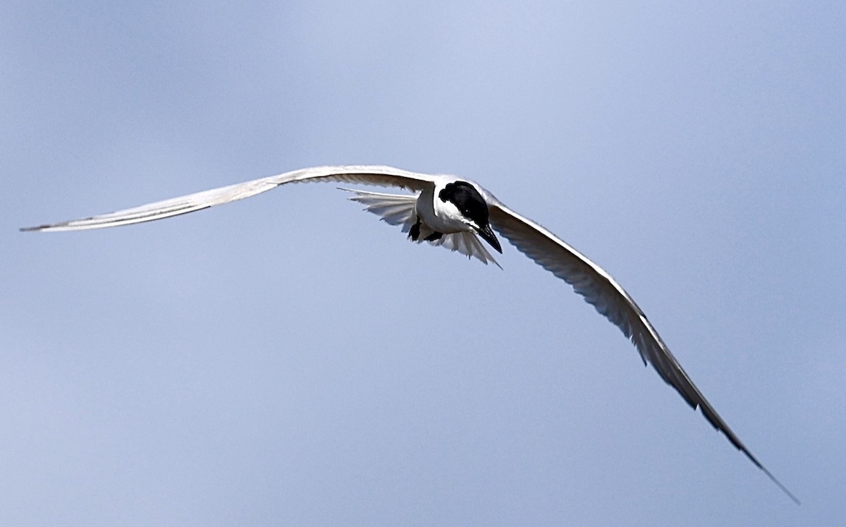 Gull-billed Tern - ML620677678