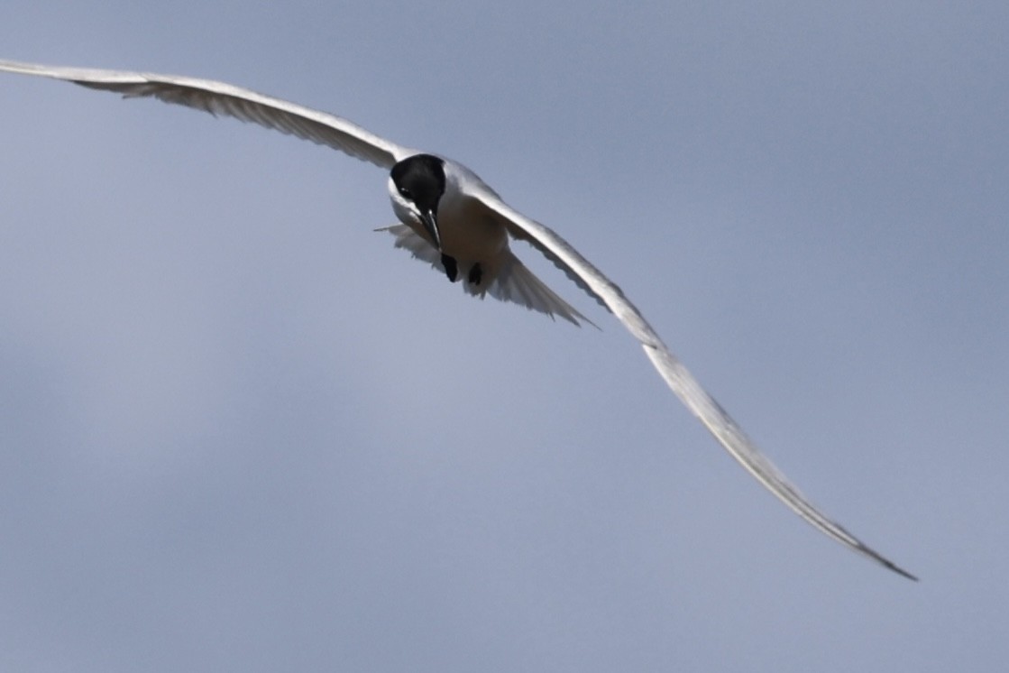 Gull-billed Tern - ML620677679