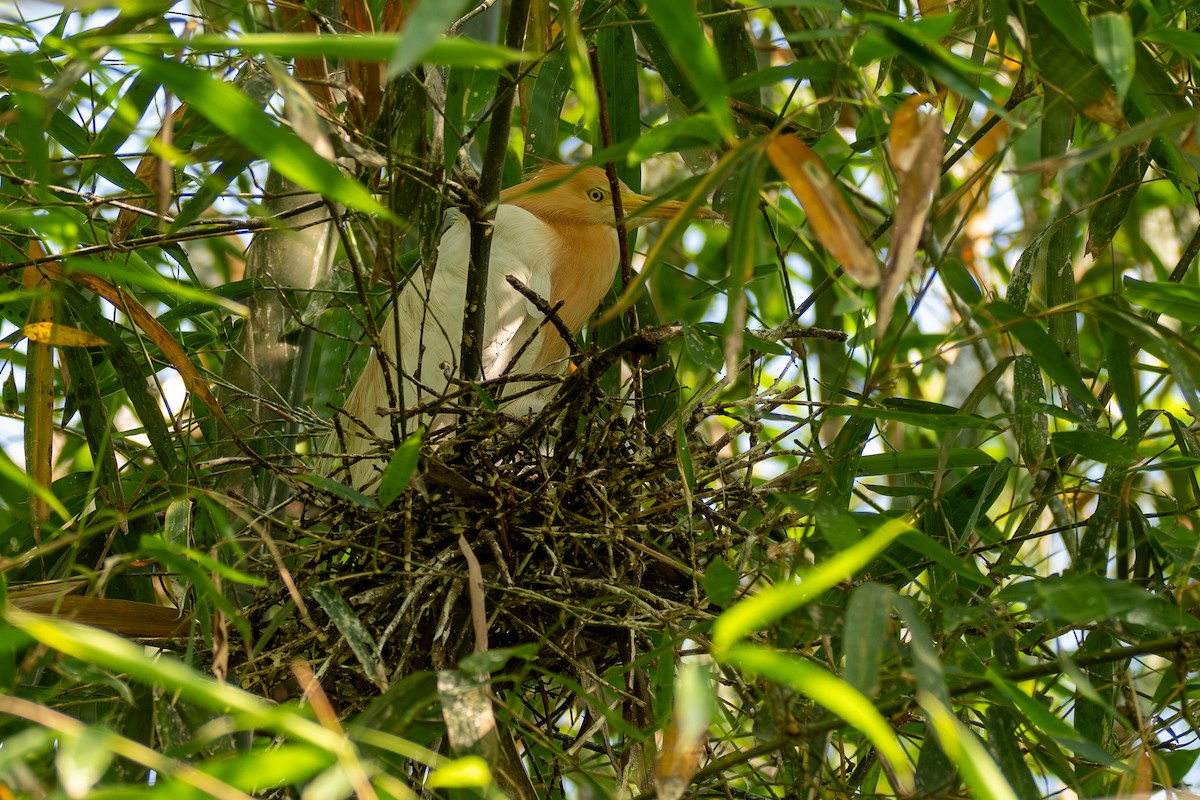 Eastern Cattle Egret - ML620677680