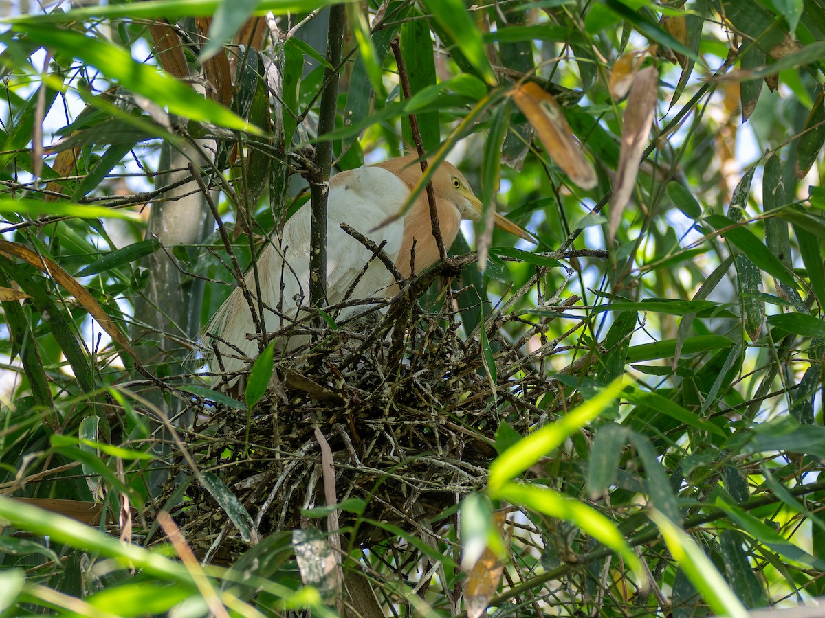 Eastern Cattle Egret - ML620677681