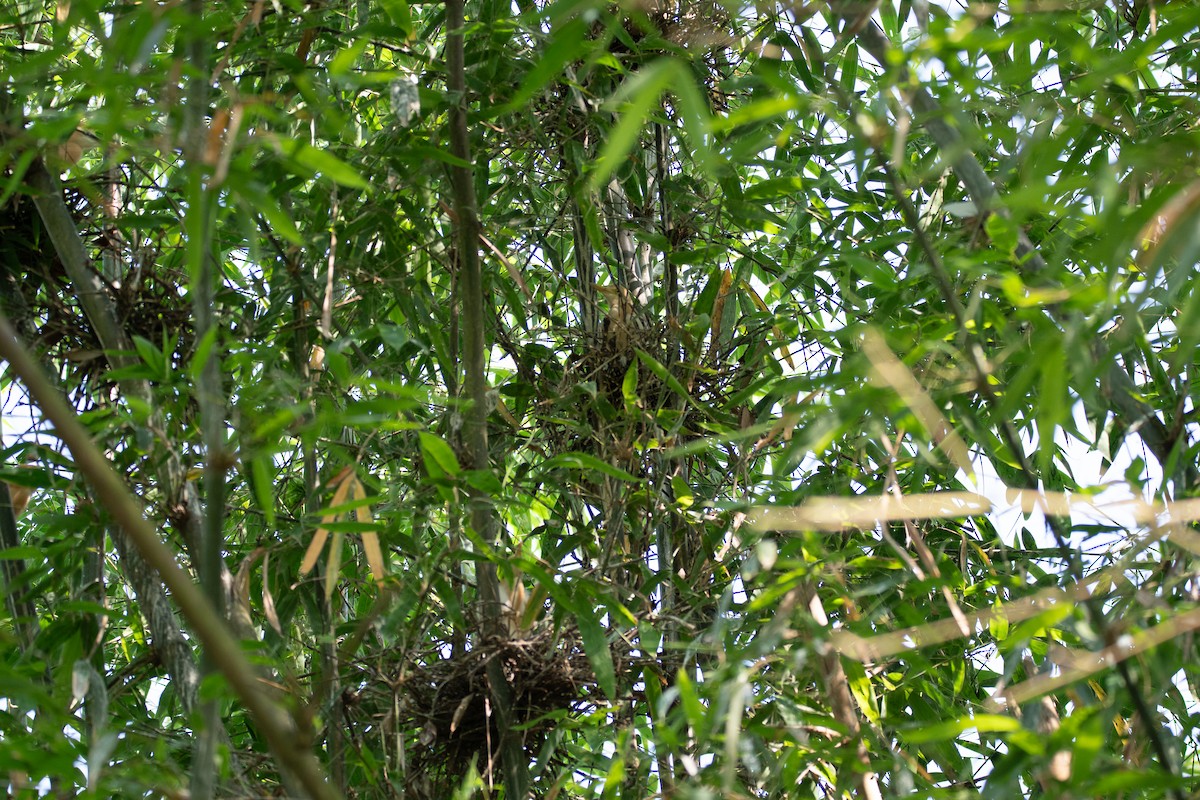 Eastern Cattle Egret - Haemoglobin Dr