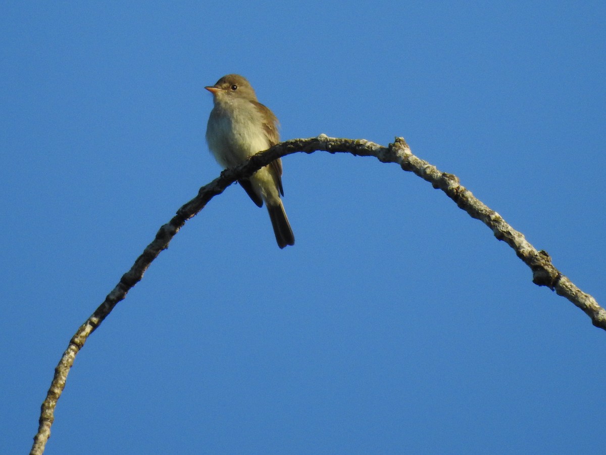 Willow Flycatcher - ML620677683