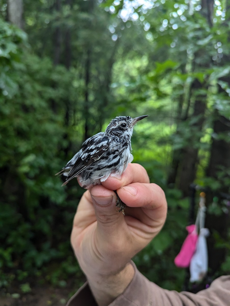 Black-and-white Warbler - ML620677688