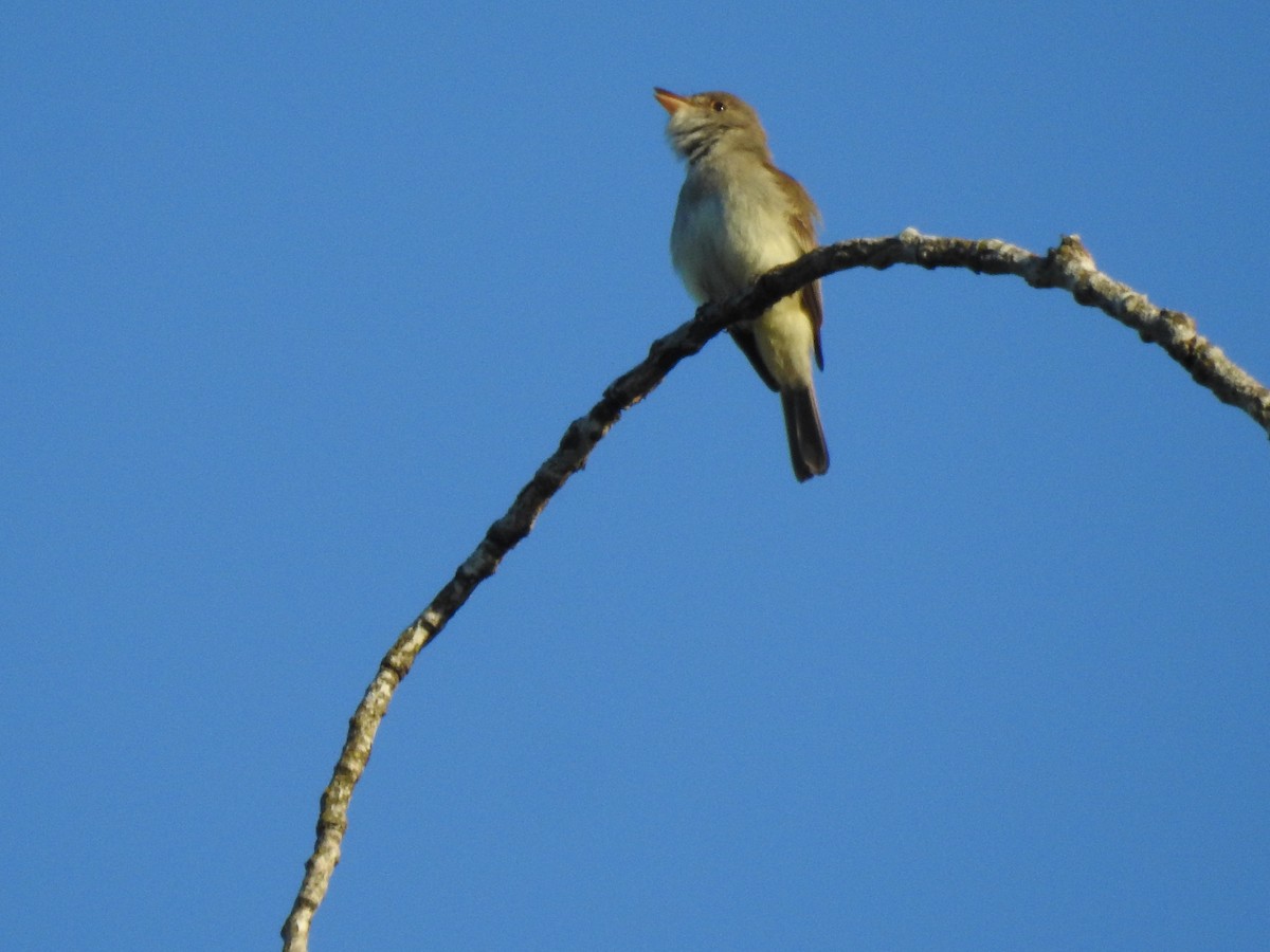 Willow Flycatcher - ML620677689