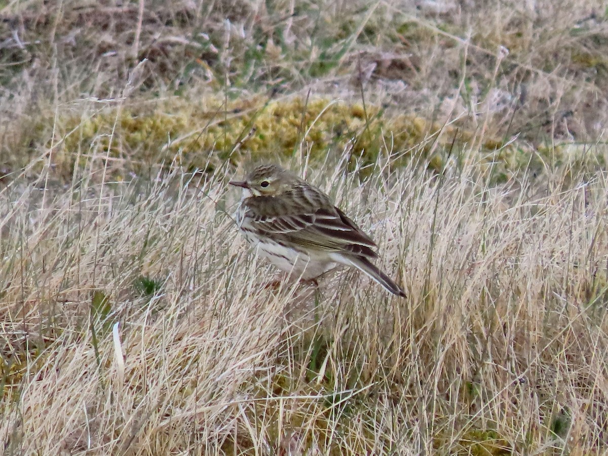 Meadow Pipit - ML620677694