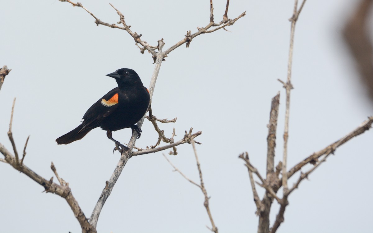 Red-winged Blackbird (Red-winged) - ML620677700