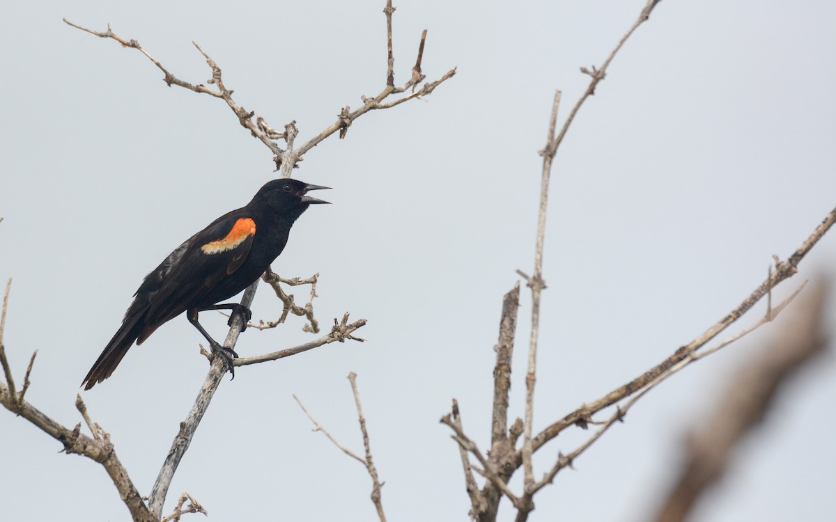 Red-winged Blackbird (Red-winged) - ML620677701