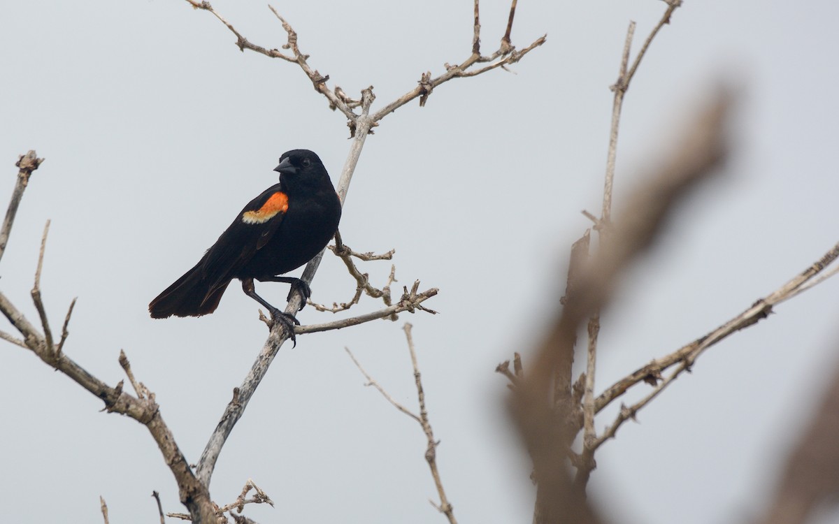 Red-winged Blackbird (Red-winged) - ML620677702
