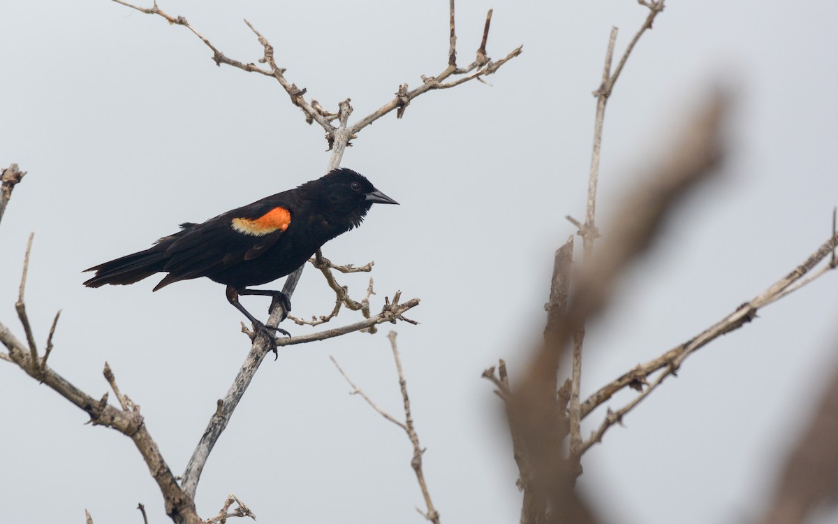 Red-winged Blackbird (Red-winged) - ML620677703