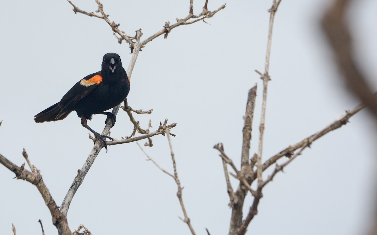 Red-winged Blackbird (Red-winged) - ML620677704