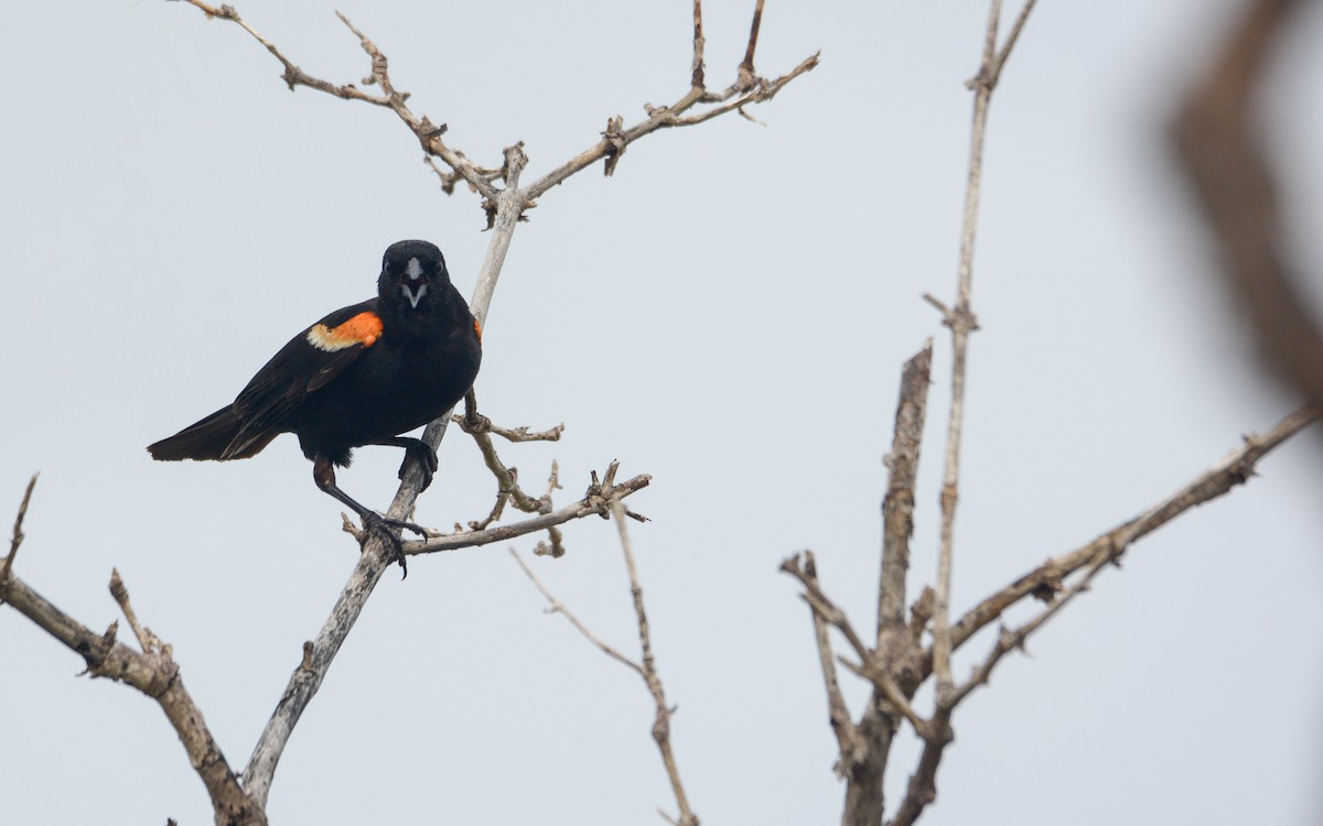 Red-winged Blackbird (Red-winged) - ML620677705