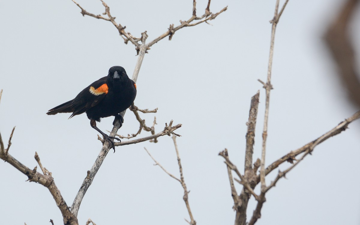 Red-winged Blackbird (Red-winged) - ML620677706