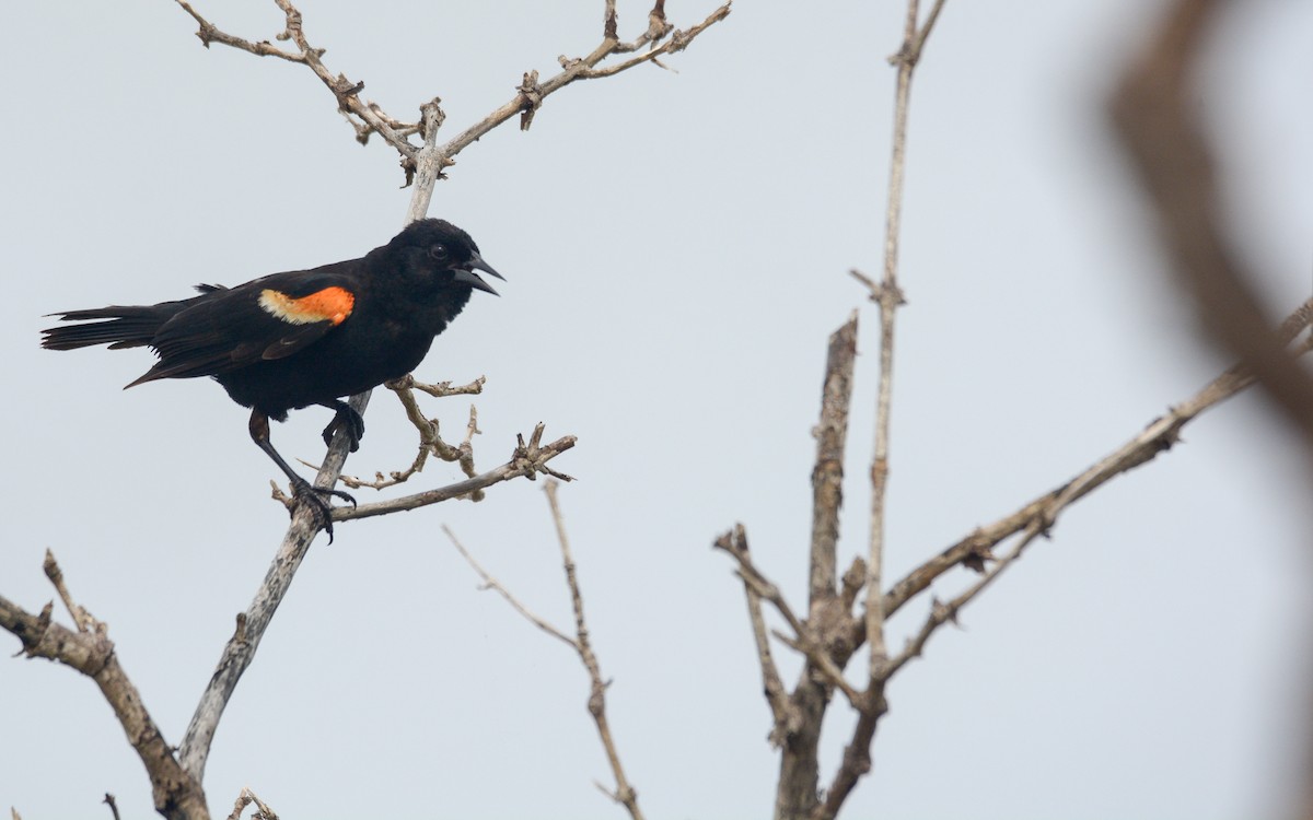 Red-winged Blackbird (Red-winged) - ML620677707