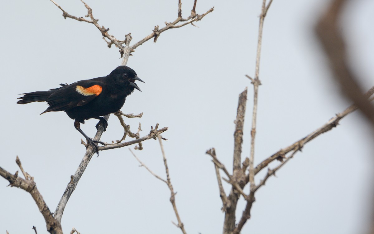 Red-winged Blackbird (Red-winged) - ML620677708