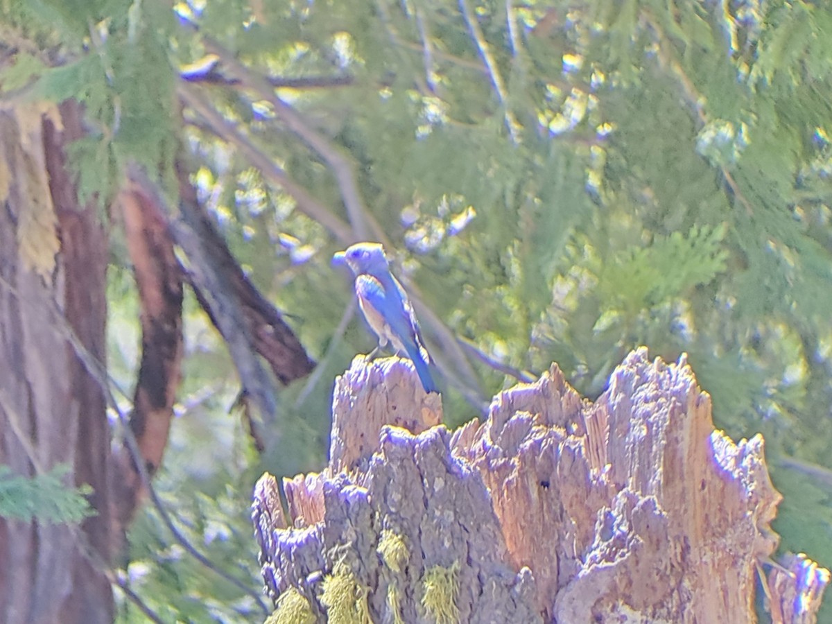 salašník západní - ML620677710